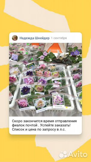 Детки сортовых фиалок
