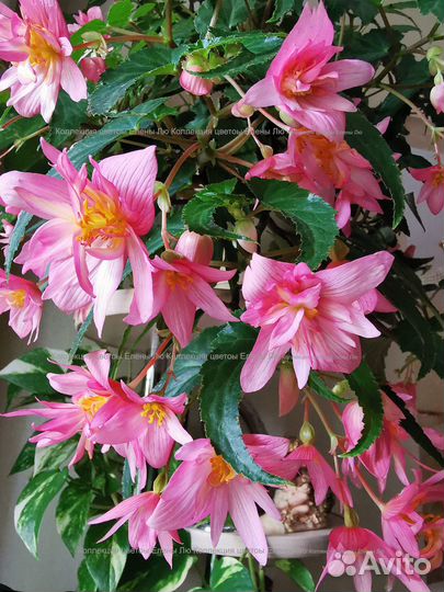 Бегония ампельная корневая