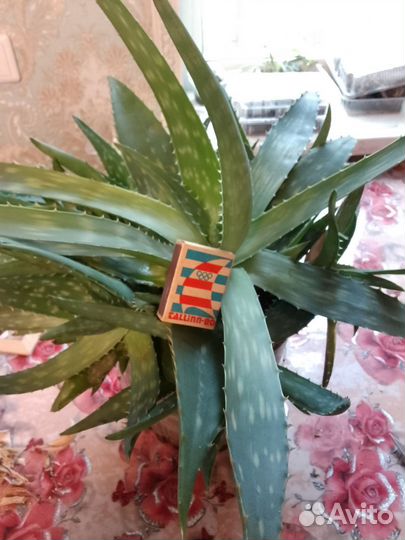 Продам отростки Алоэ Вера