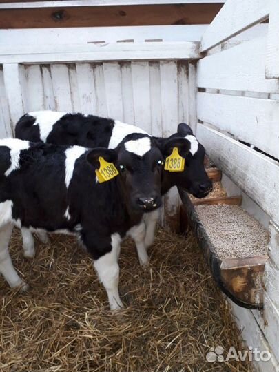 Бычки телята от 1мес