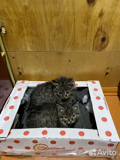 Котята в добрые руки мальчики