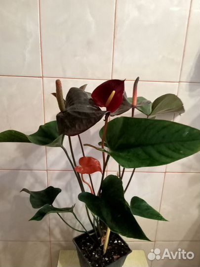 Спатифиллум