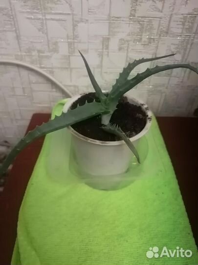 Алоэ столетник