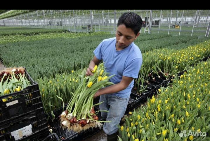 Луковица тюльпанов оптом 12;14+для выгонки