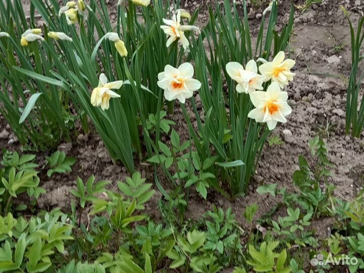 Луковицы нарциссов