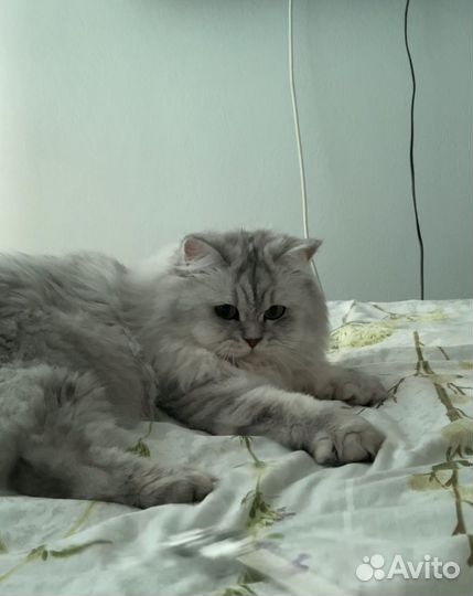 Кошечка британская