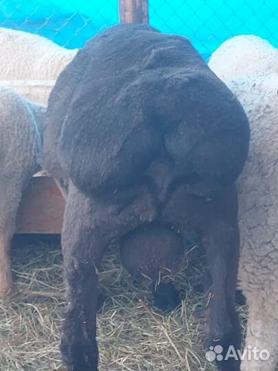 Гисарский баран