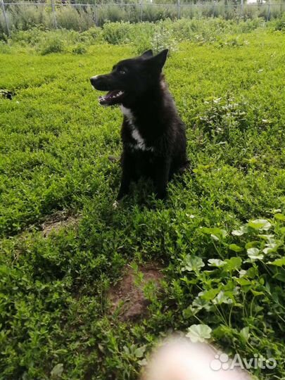 Отдам шустрого подростка