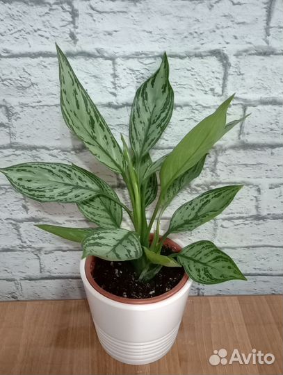 Аглаонема Сильвер Квин