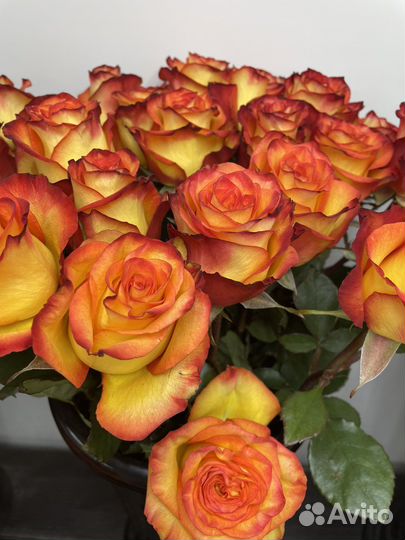 Цветы Розы Опт