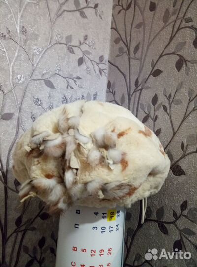 Шапка из бобра женская