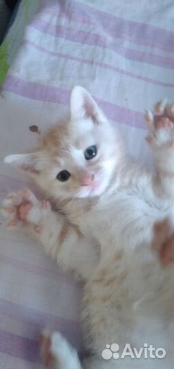 Котёнок малыш