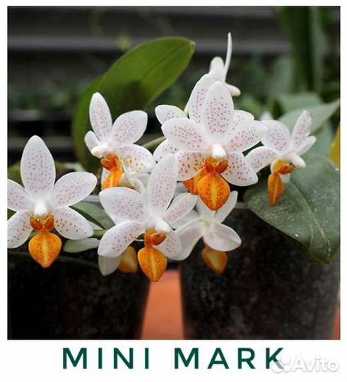 Орхидея арома mini mark