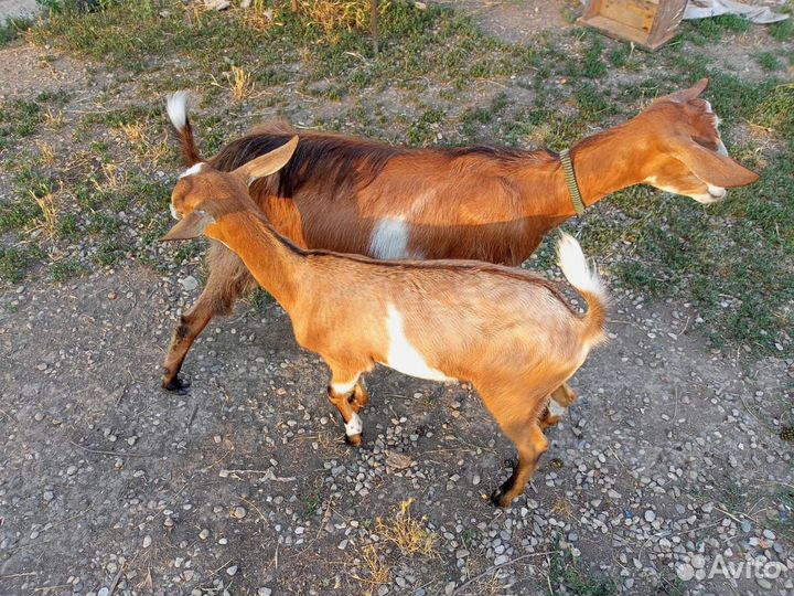 Коза нубийская