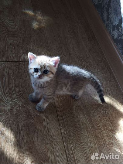 Британские котята
