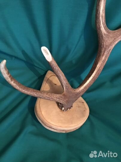 Рога оленя