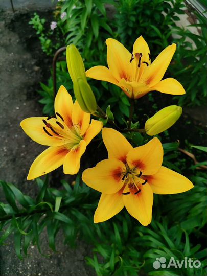 Лилии сортовые луковицы