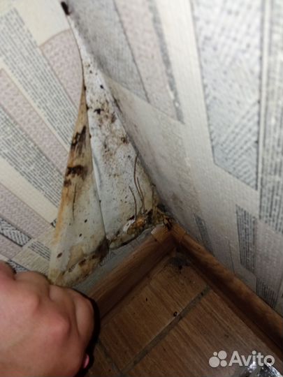 Дезинфекция дезинсекция клещей тараканов клопов