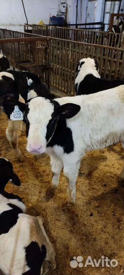 Бычки телята