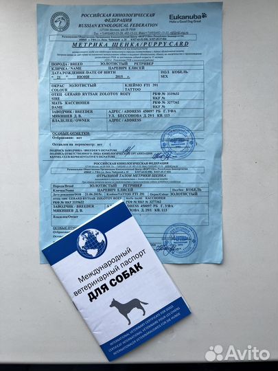 Золотистый ретривер в добрые руки