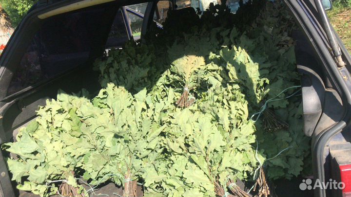 Веники дубовые