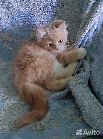 Котеночек девочка