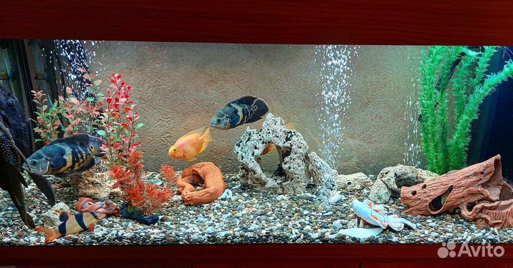 Обслуживание, чистка, установка, дизайн аквариума