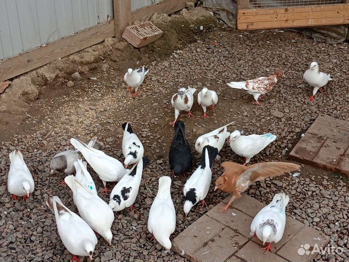 Бойные голуби