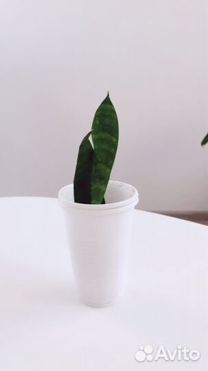 Диффенбахия Молочай Сансевиерия Спатифиллум