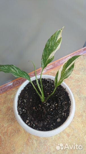 Спатифиллум вариегатный