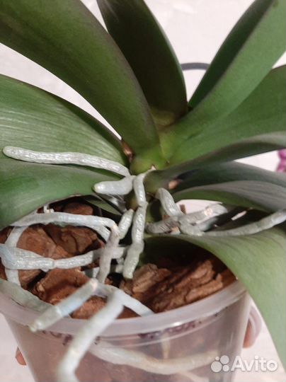 Орхидея фаленопсис