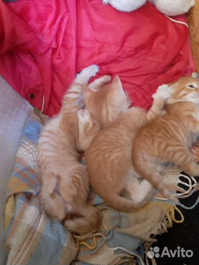 Котята в добрые руки