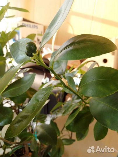 Мандариновое дерево