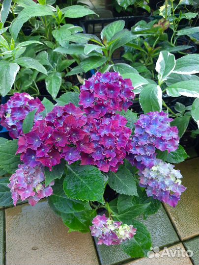 Гортензия крупнолистная саженцы