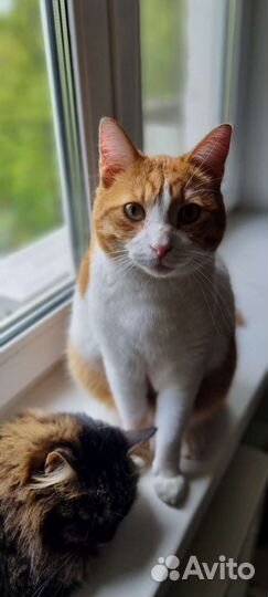 Котики в добрые руки