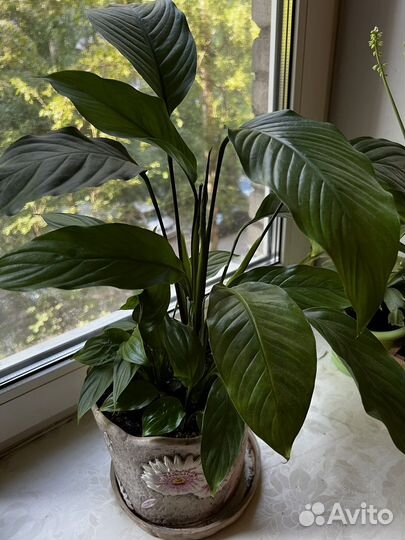 Фуксия, Оксалис