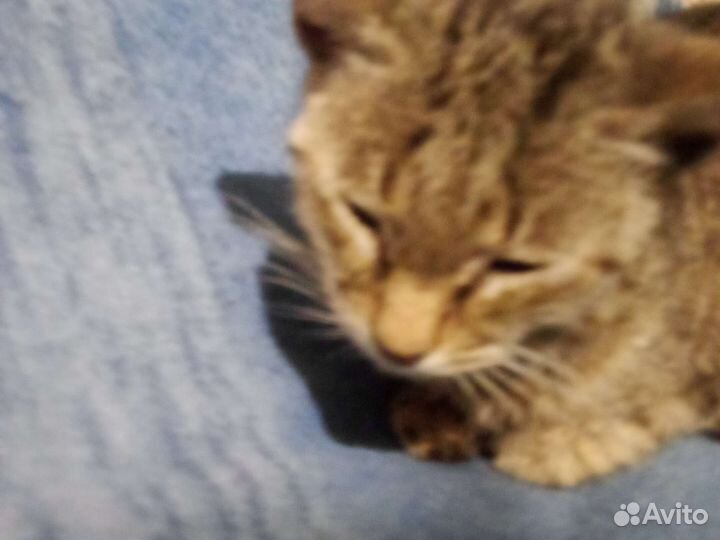 Продаётся кошка европейская