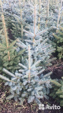 Ель голубая
