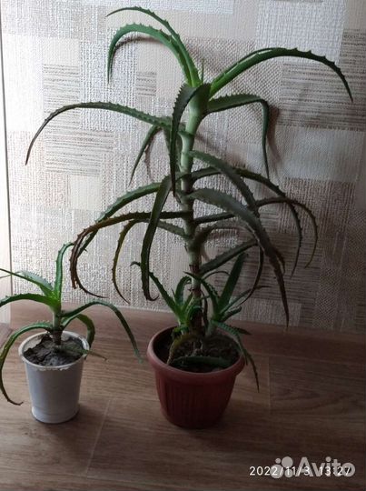 Алоэ столетник