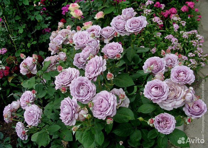 Роза Новалис