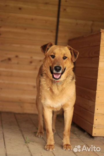 Пес Персик ищет дом. В добрые руки