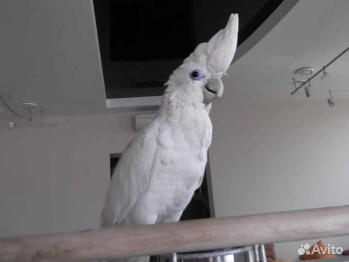Продам Соломонова Какаду