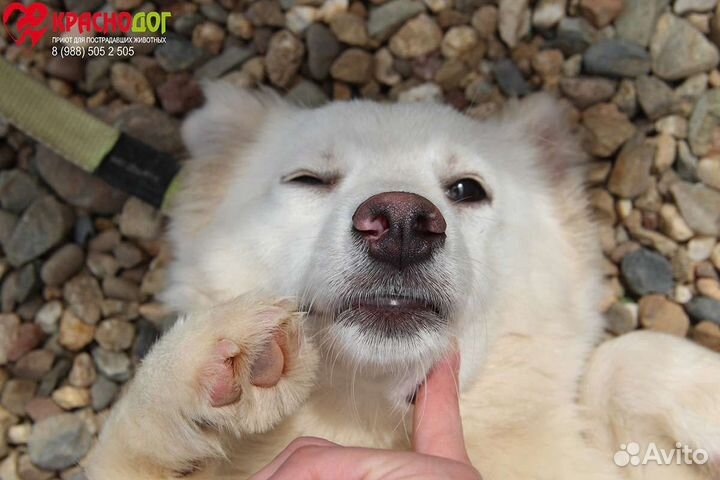 Отдам в добрые руки