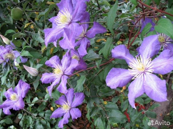 Клематисы