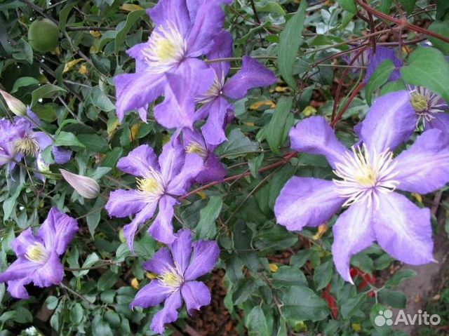 Клематисы