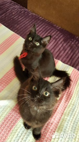 Малыши-крутыши