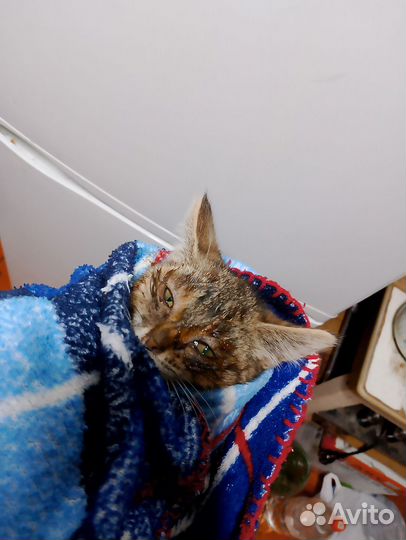 Котенок девочка в добрые руки