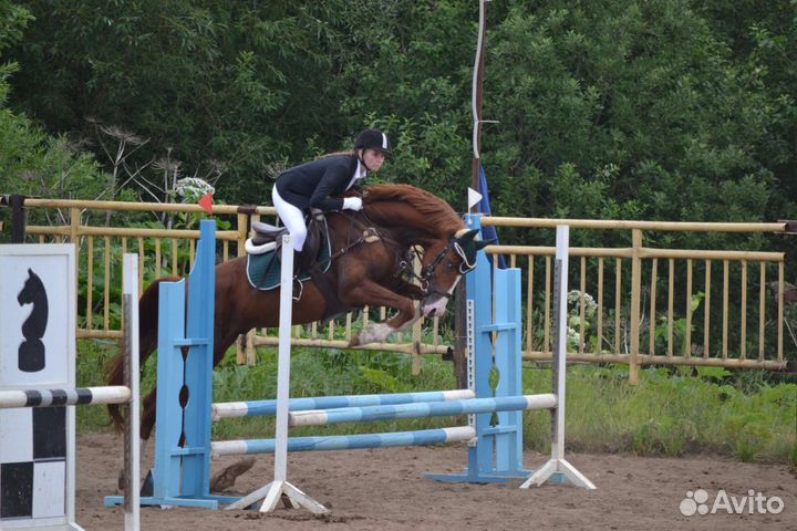 Тракененский жеребец