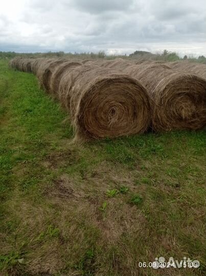Продам Сено в рулонах Осталось 20 шт с.сенчанка