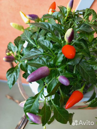 Перец острый 